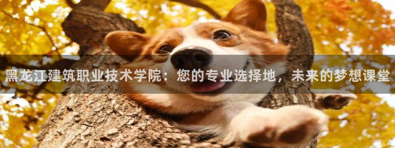 新航娱乐公司问题解决